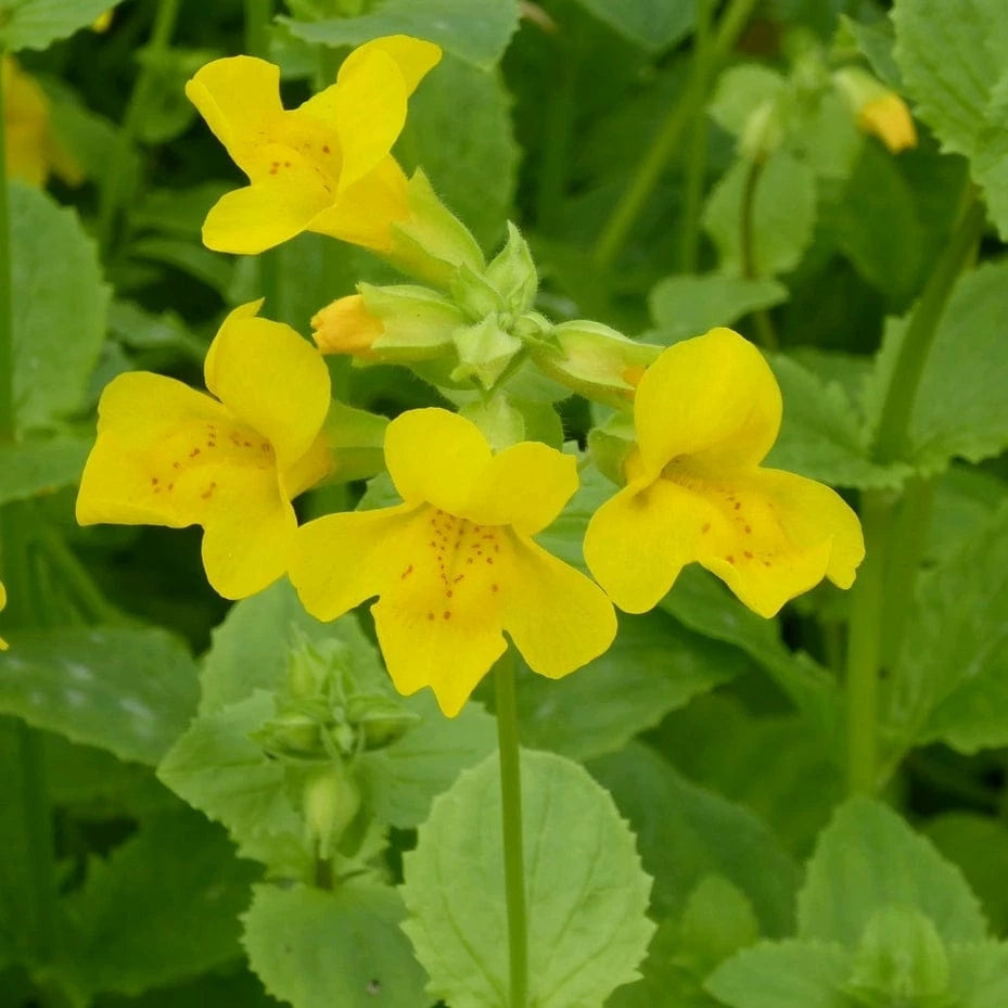 Heirloom Mimulus Guttatus Flower Seeds, Non-GMO Yellow Monkey Flower Blooms for Wetland Garden Planting for planting in home garden